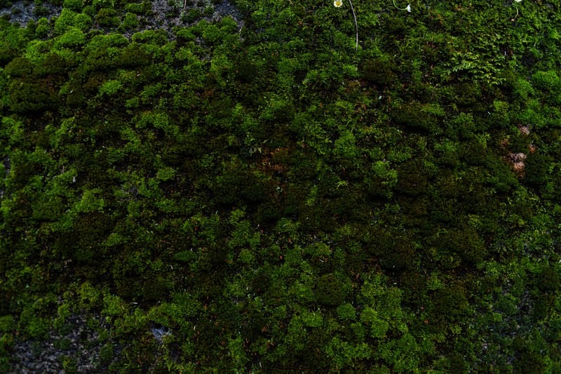 モコモコと成長する苔の写真