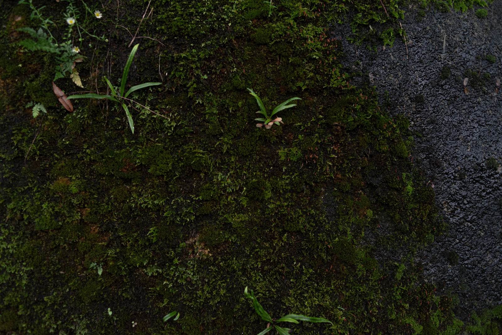 「湿った岩の表面と苔」の写真