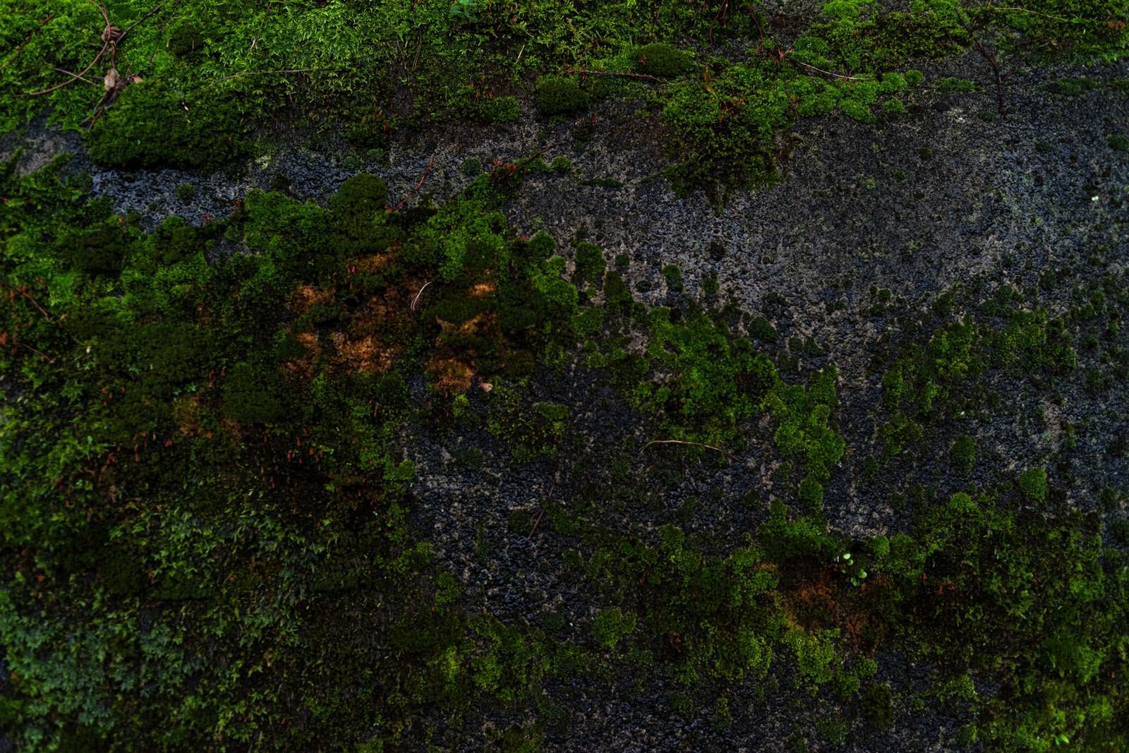「広範囲に広がる壁の苔」の写真