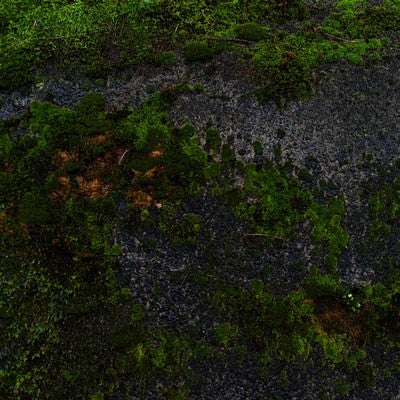 広範囲に広がる壁の苔の写真