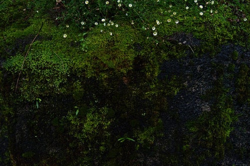 ジメジメした岩の表面に広がる苔の写真