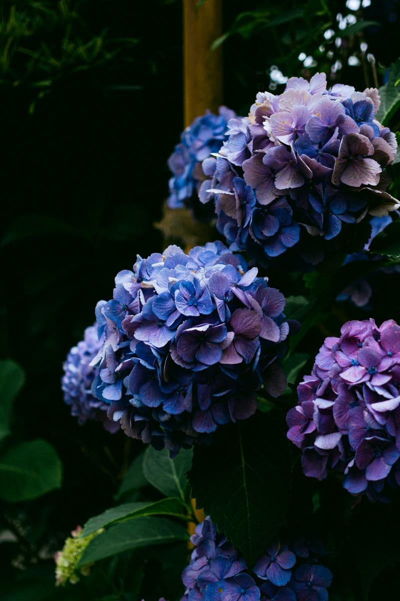「梅雨時期の紫陽花」の写真