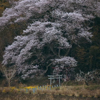 満開の桜の木の下に佇む鳥居（子授け櫻）の写真