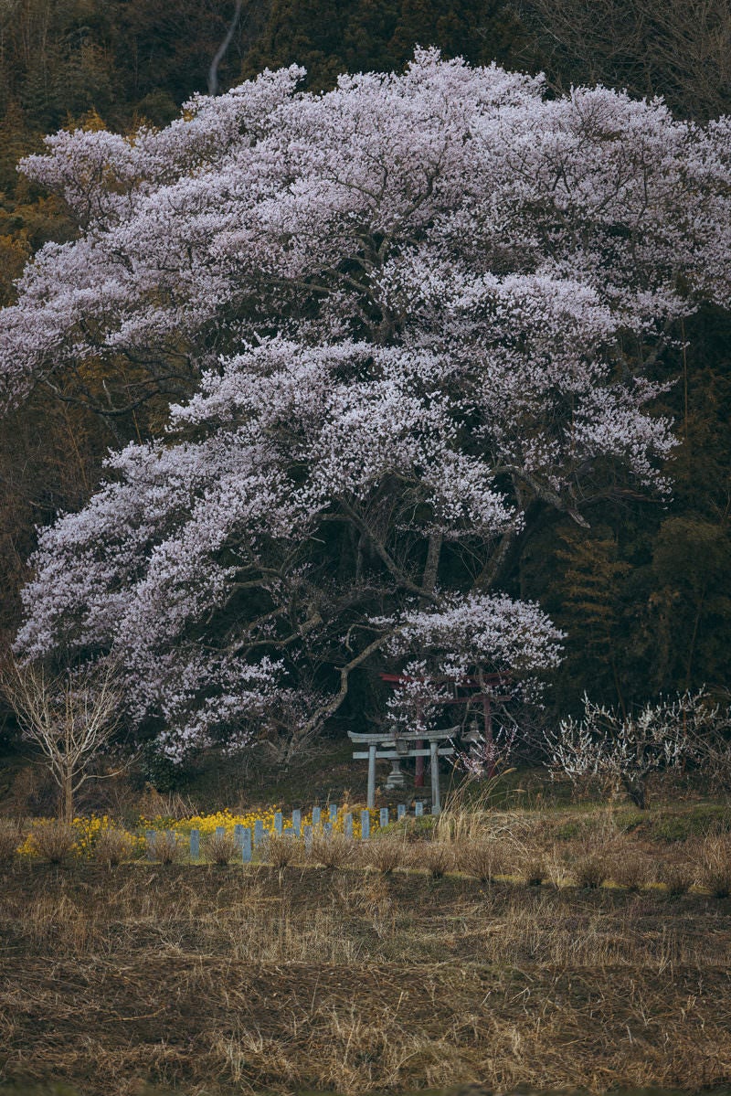 「満開の桜の木の下に佇む鳥居（子授け櫻）」の写真