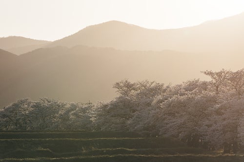 夕陽に染まる笹原川の千本桜の写真