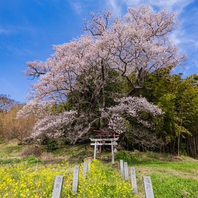 春の青い空と子授け櫻の風景の写真
