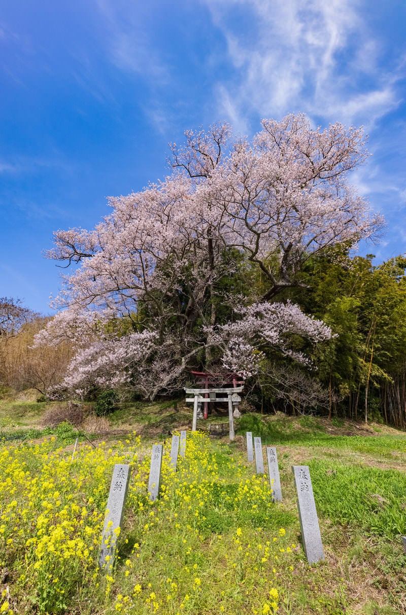 「春の青い空と子授け櫻の風景」の写真