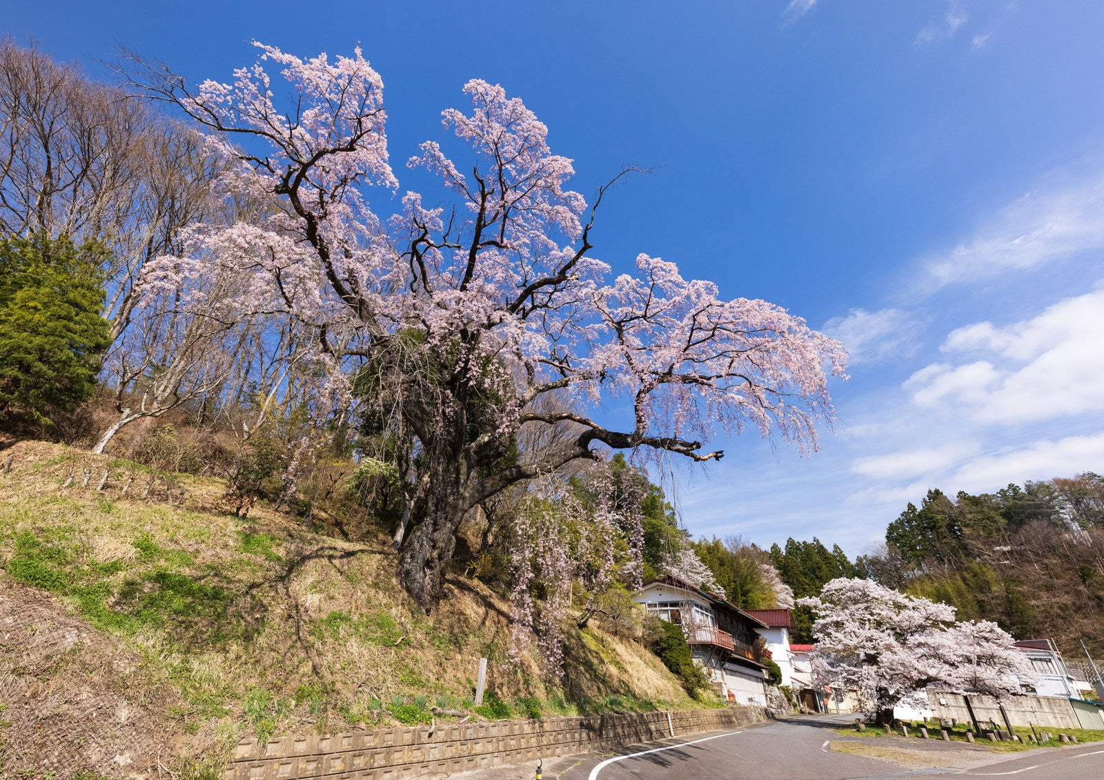 「青空に咲く春の伊勢桜の物語」の写真