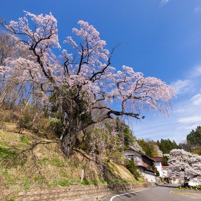 青空に咲く春の伊勢桜の物語の写真