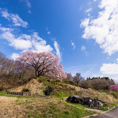 どこまでも続く青空と表の桜（郡山市）の写真