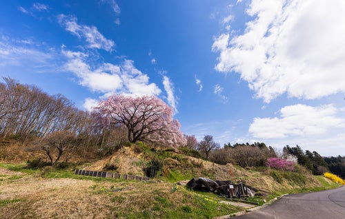 どこまでも続く青空と表の桜（郡山市）の写真