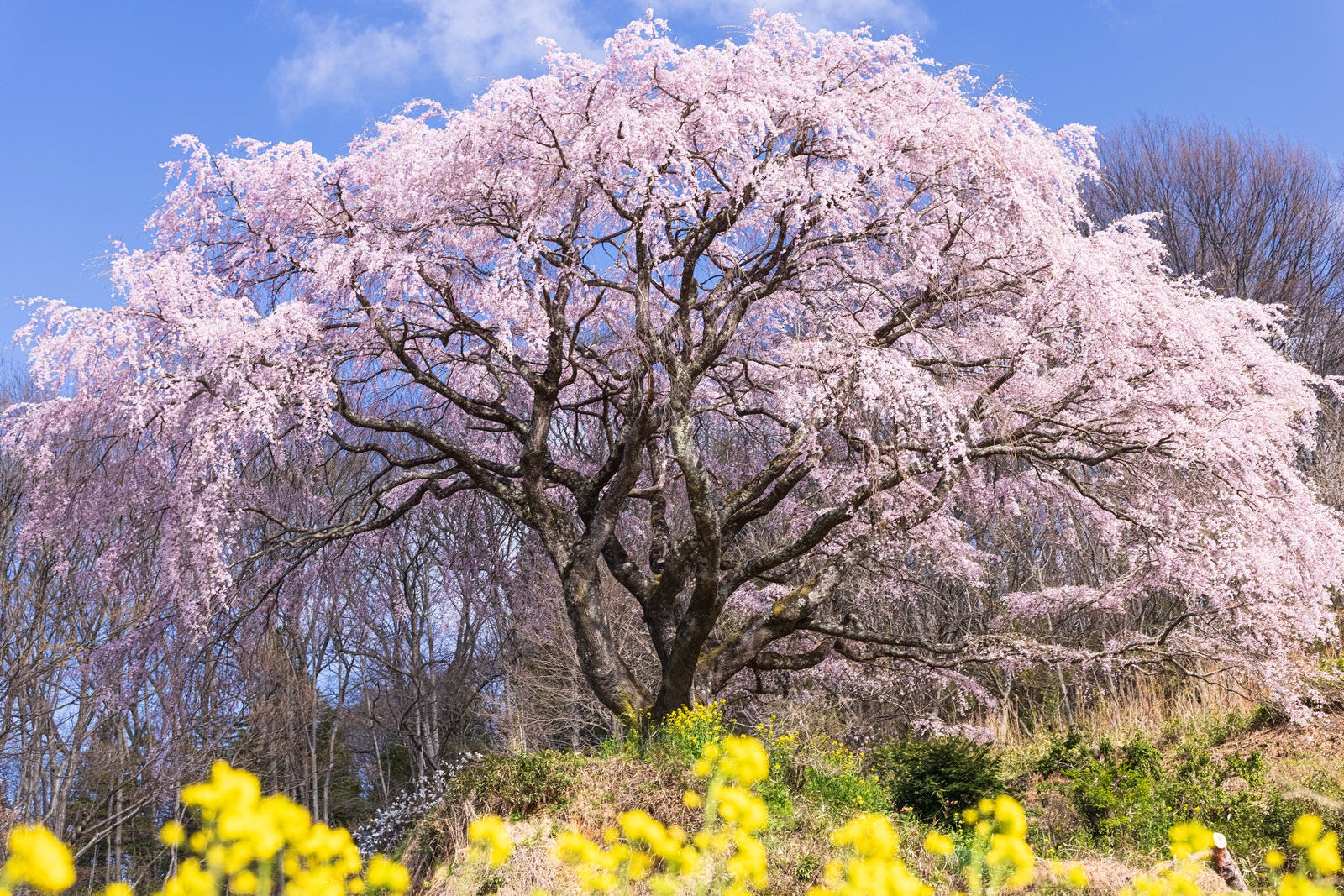 「菜の花と表の桜」の写真