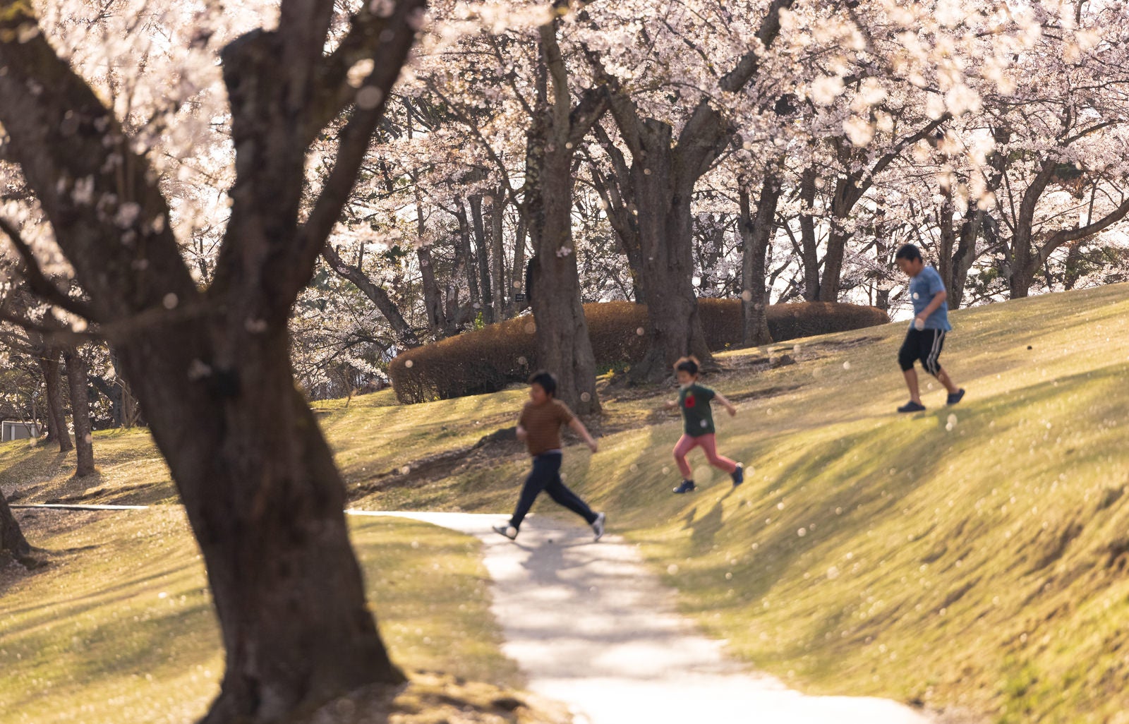 「逢瀬公園の桜吹雪と子供達」の写真