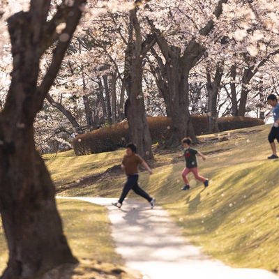 逢瀬公園の桜吹雪と子供達の写真