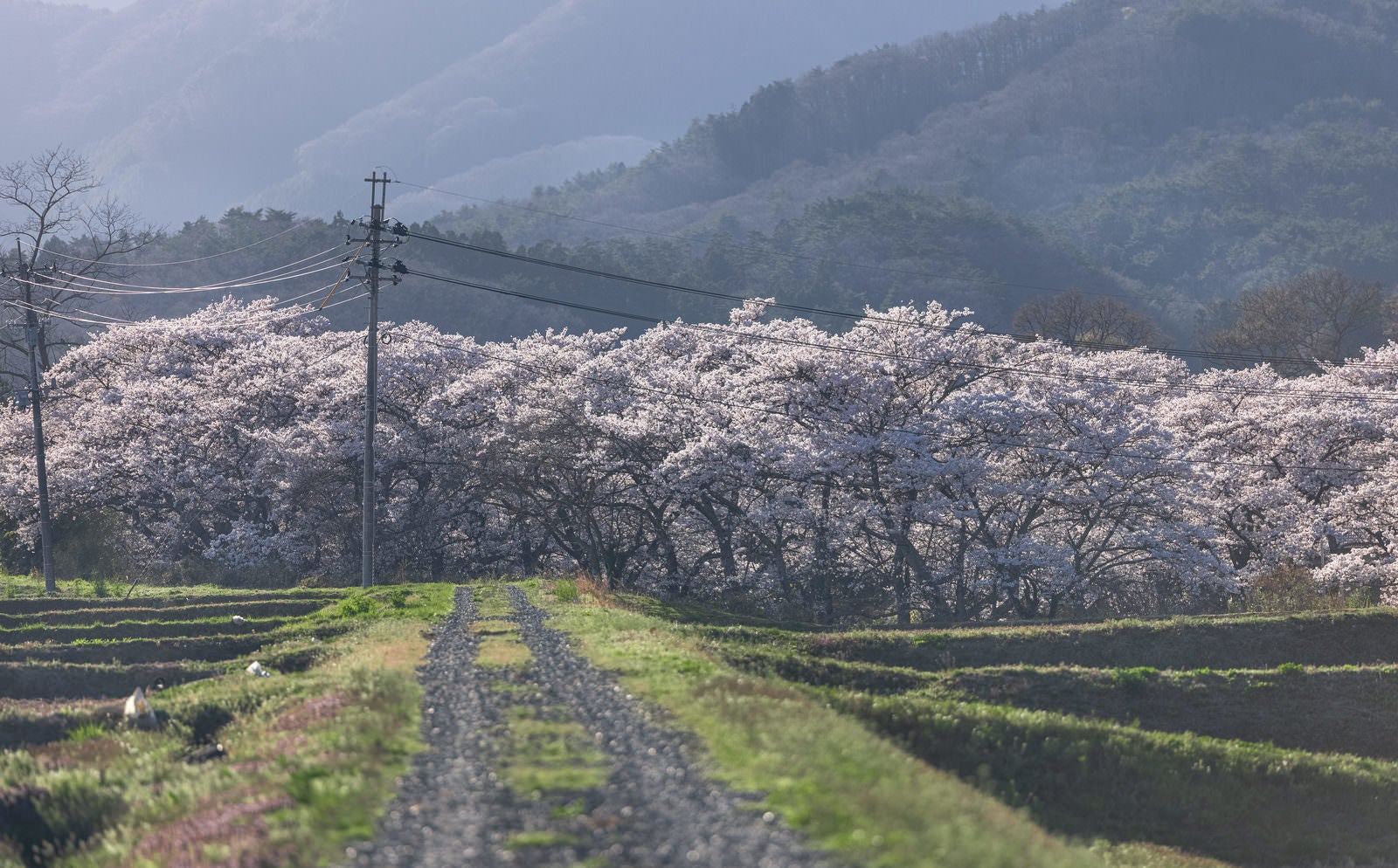 「笹原川の千本桜に向かう轍残る道」の写真