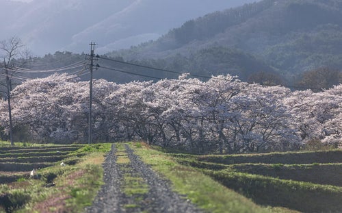 笹原川の千本桜に向かう轍残る道の写真
