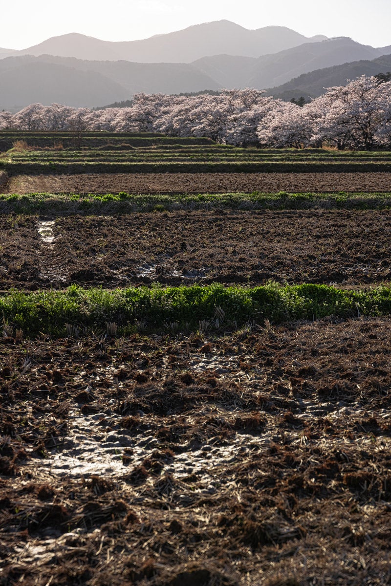 田んぼ越しに見える笹原川千本桜の写真