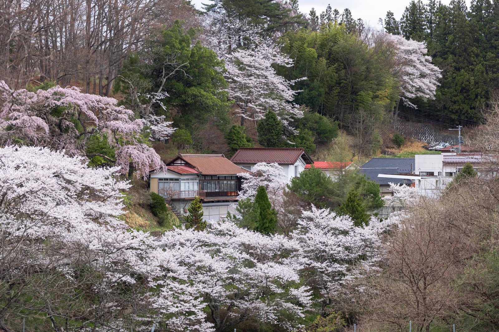 「春が訪れる民家と伊勢桜の風景」の写真
