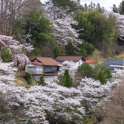 春が訪れる民家と伊勢桜の風景の写真