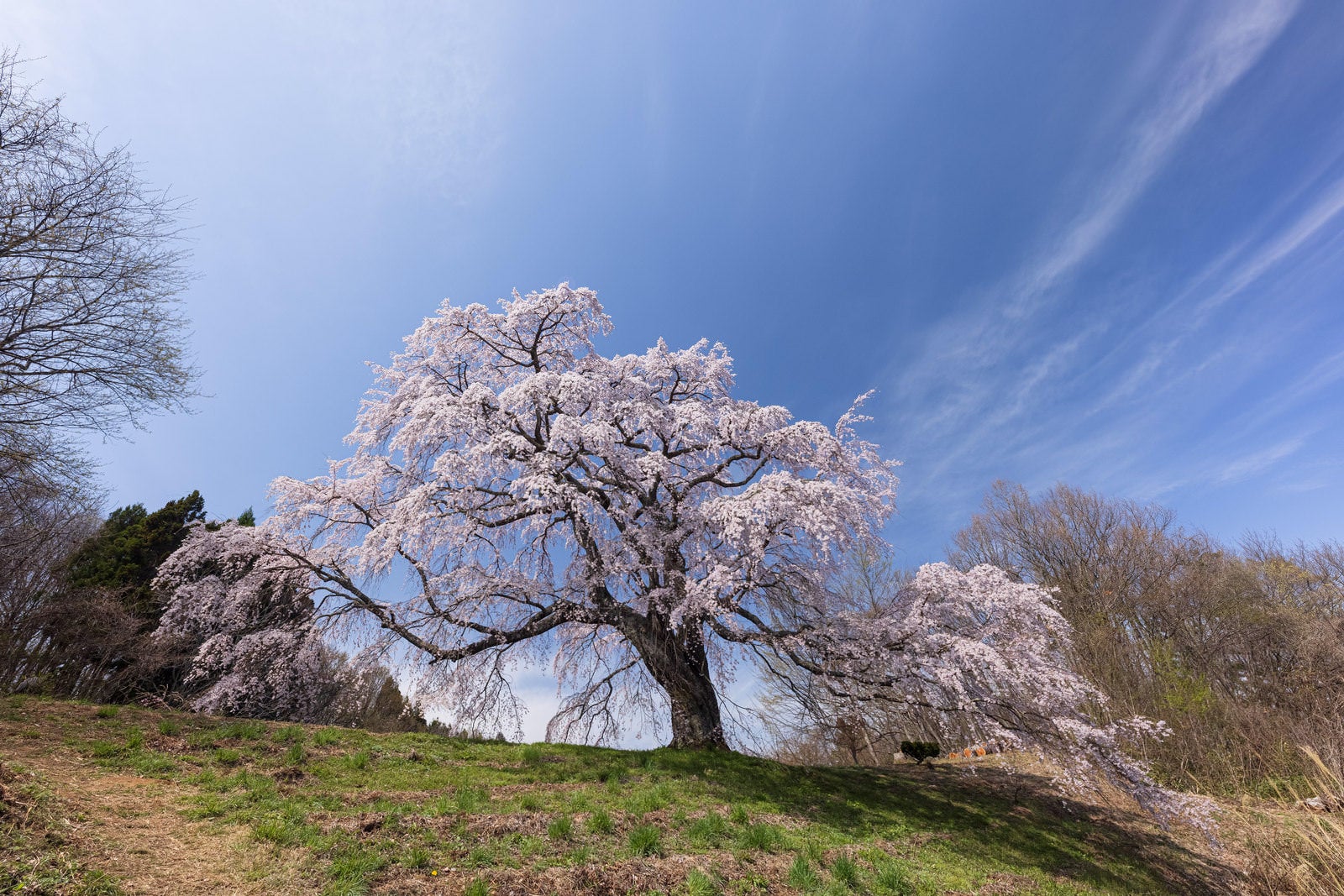 「青空の残る薄雲と五斗蒔田桜」の写真
