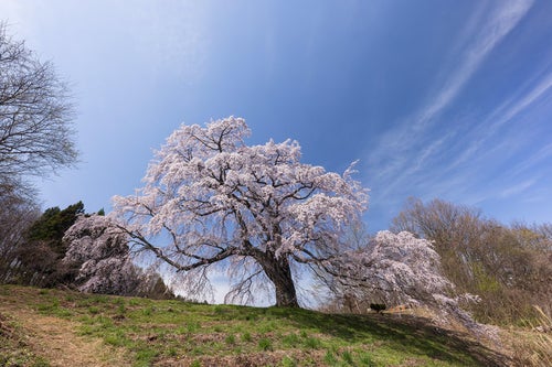 青空の残る薄雲と五斗蒔田桜の写真