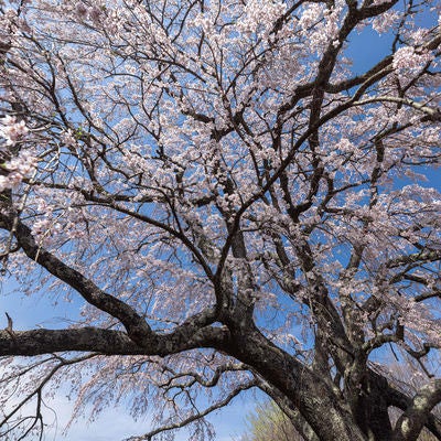 青空に伸びる満開の一本桜（五斗蒔田桜）の写真