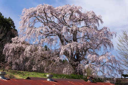 錆び付いたトタン屋根と五斗蒔田桜の写真