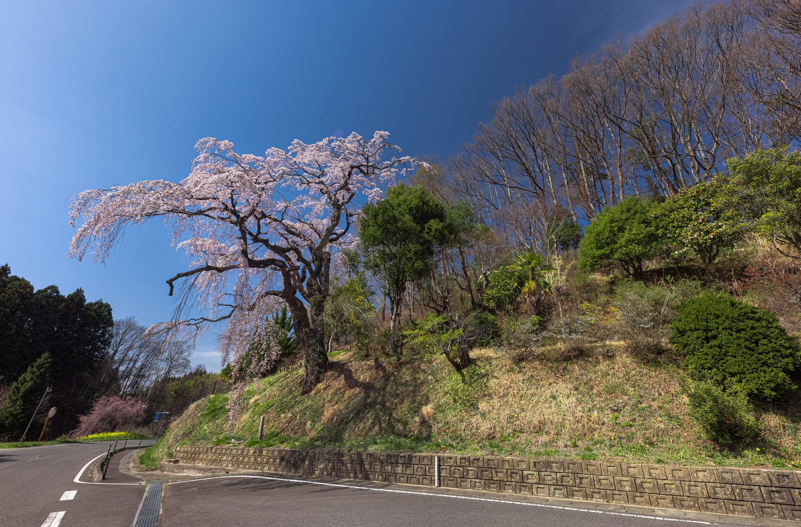 「車道を彩る春の伊勢桜」の写真