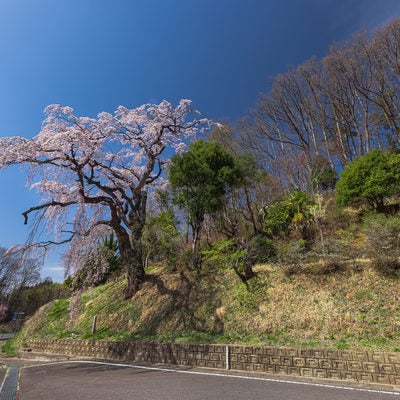 車道を彩る春の伊勢桜の写真
