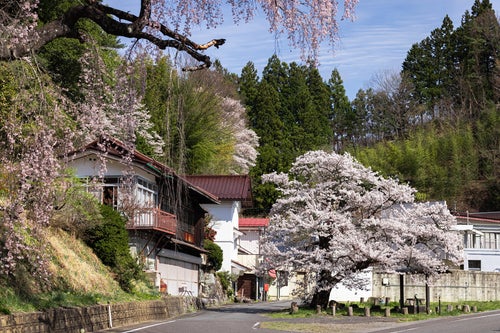伊勢桜の春と伊勢商店の街並みの写真