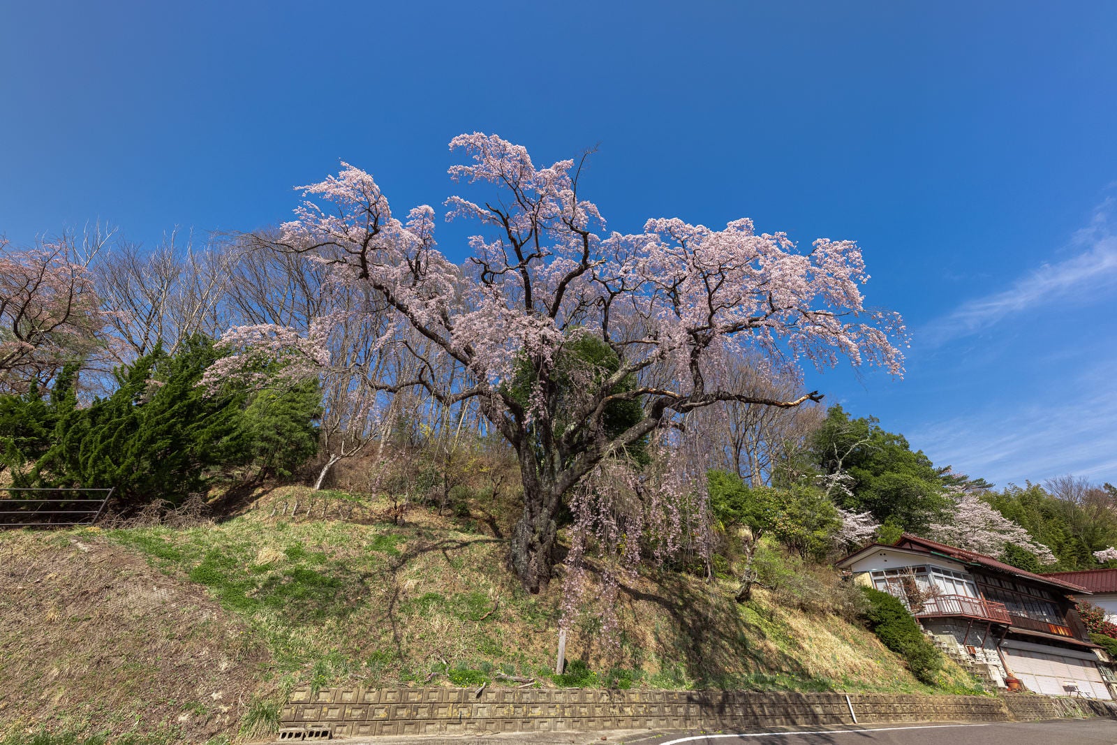 低い角度から見上げた満開の枝垂れ桜。淡いピンク色の花が垂れ下がり、背景は青空