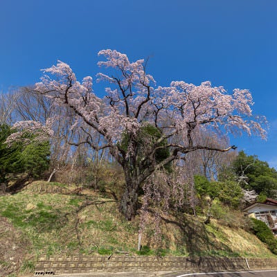 斜面に咲く樹齢の古い枝垂れ桜と新緑（伊勢桜）の写真