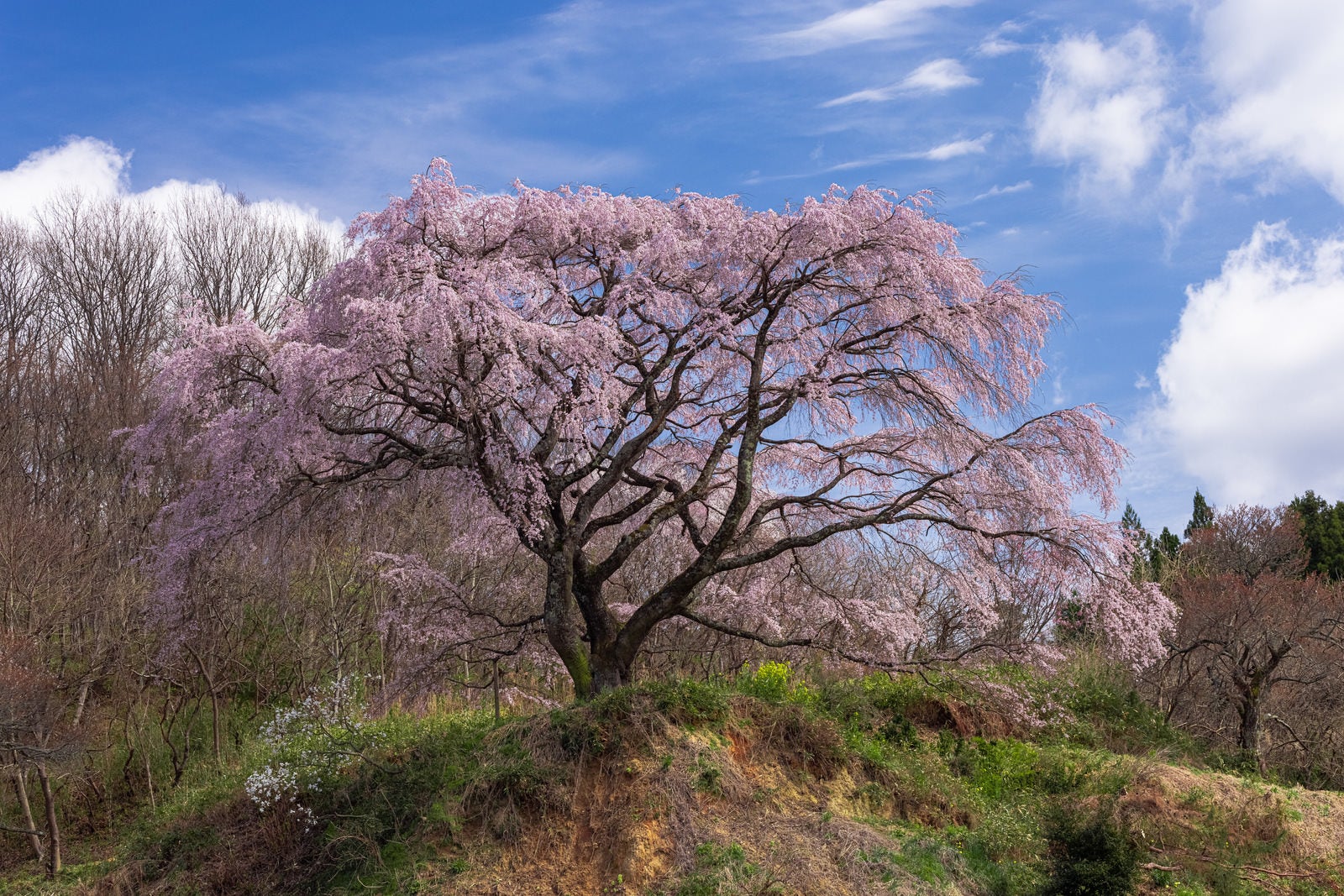 「丘の上の枝垂桜（表の桜）」の写真