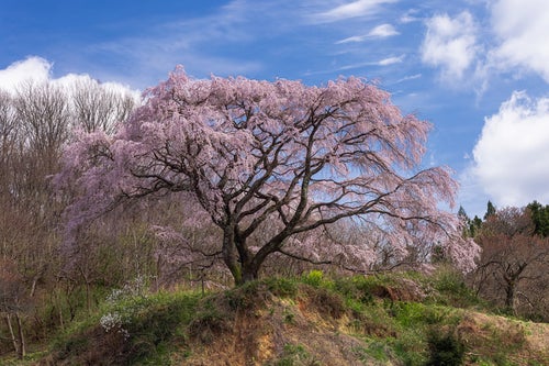丘の上の枝垂桜（表の桜）の写真