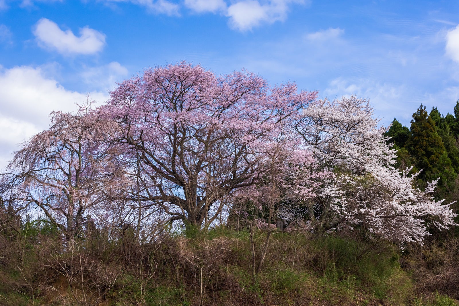 「黒木の石造三層塔の桜」の写真