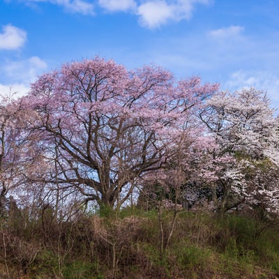 黒木の石造三層塔の桜の写真