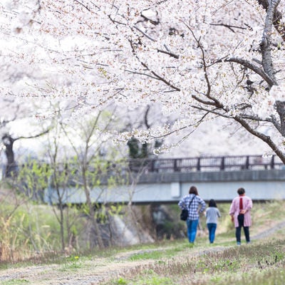 花見に来た家族と笹原川千本桜の写真