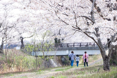花見に来た家族と笹原川千本桜の写真