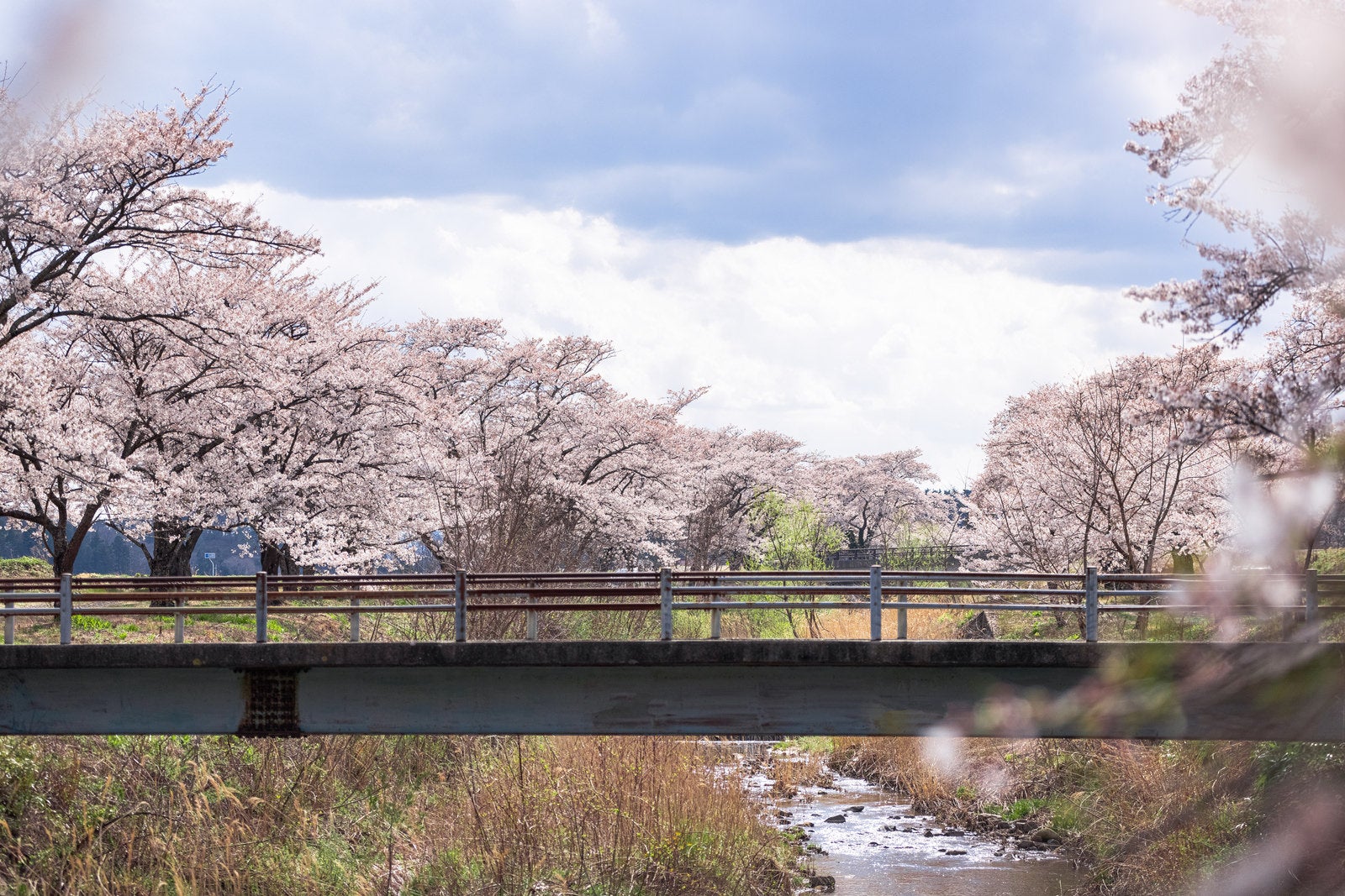 「川沿いの桜並木と橋（笹原川の千本桜）」の写真