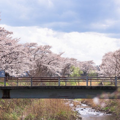 川沿いの桜並木と橋（笹原川の千本桜）の写真