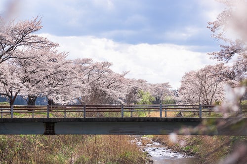 川沿いの桜並木と橋（笹原川の千本桜）の写真