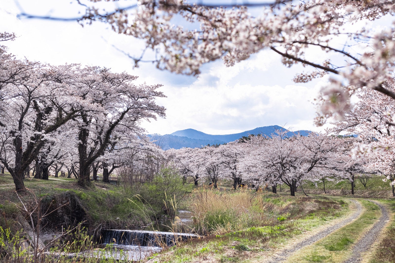 「笹原川の河川敷と千本桜」の写真