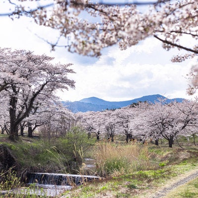 笹原川の河川敷と千本桜の写真