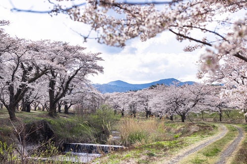 笹原川の河川敷と千本桜の写真