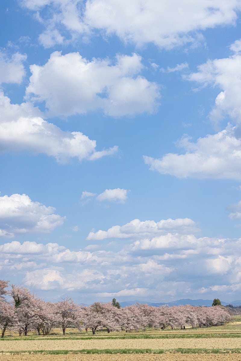 「笹原川千本桜の上に広がる空」の写真