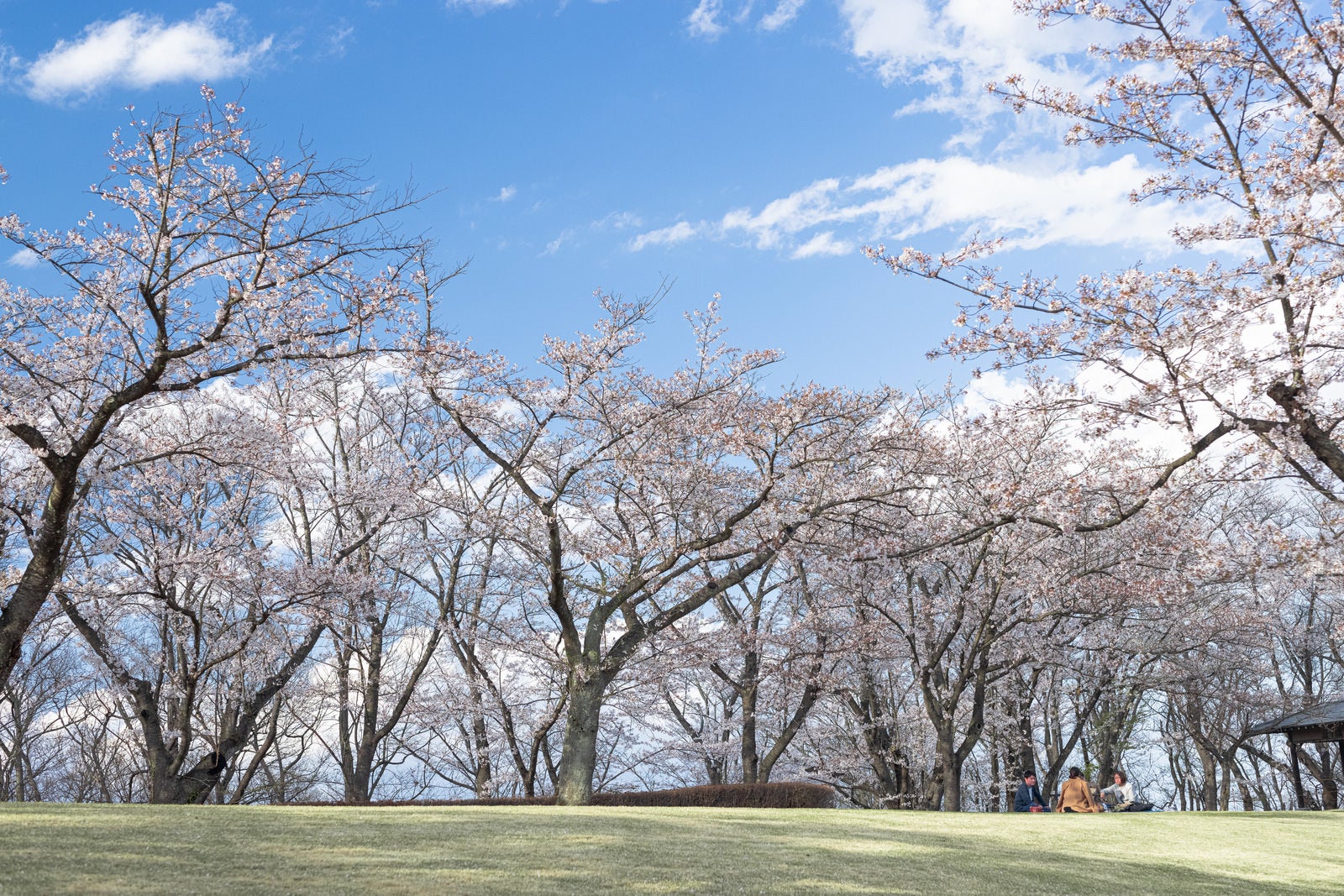 青空の下で満開の桜並木が咲く公園で花見を楽しむ人々