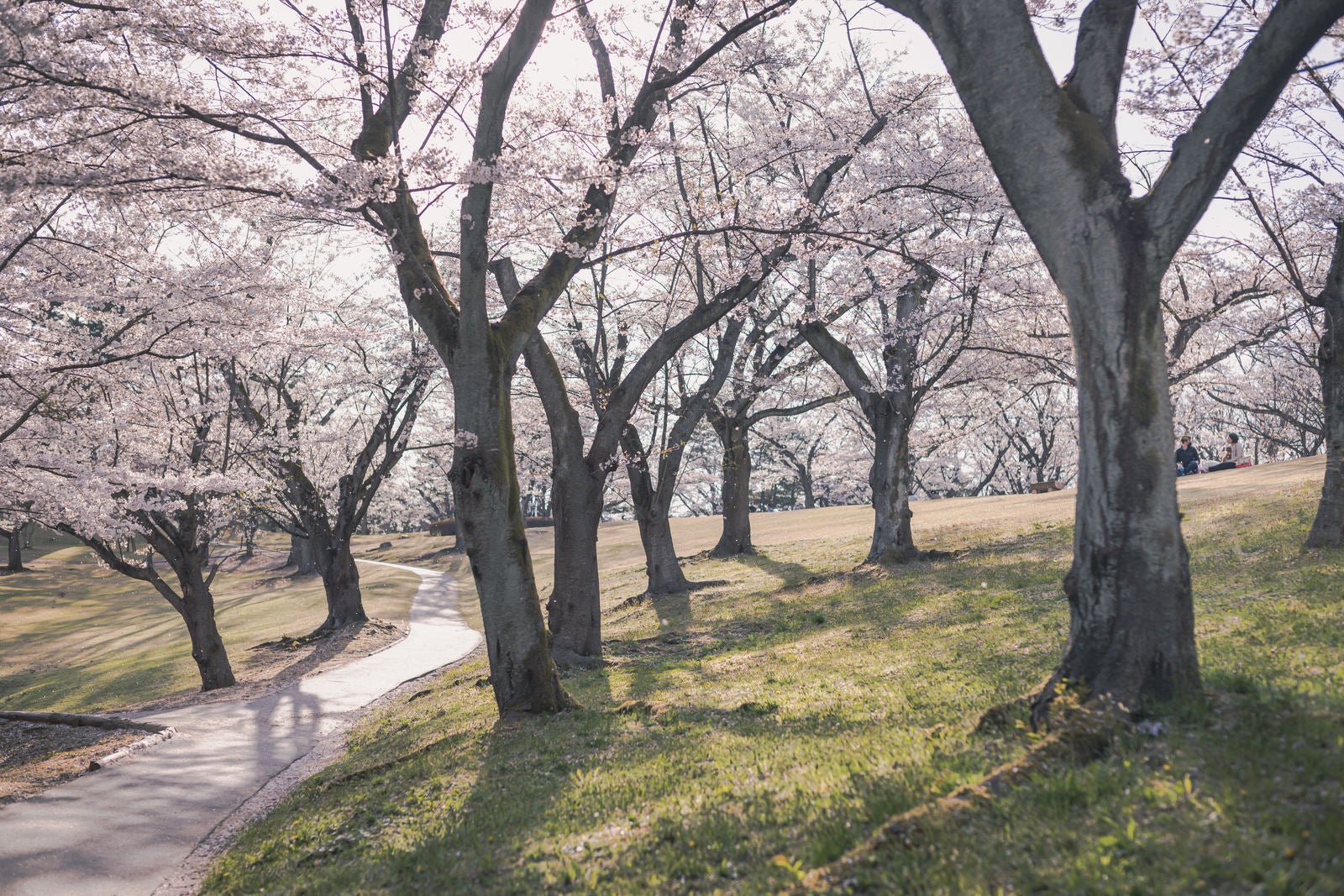 「逢瀬公園の満開な桜と花見客」の写真