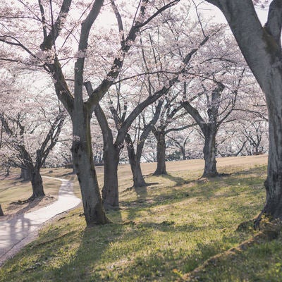 逢瀬公園の満開な桜と花見客の写真