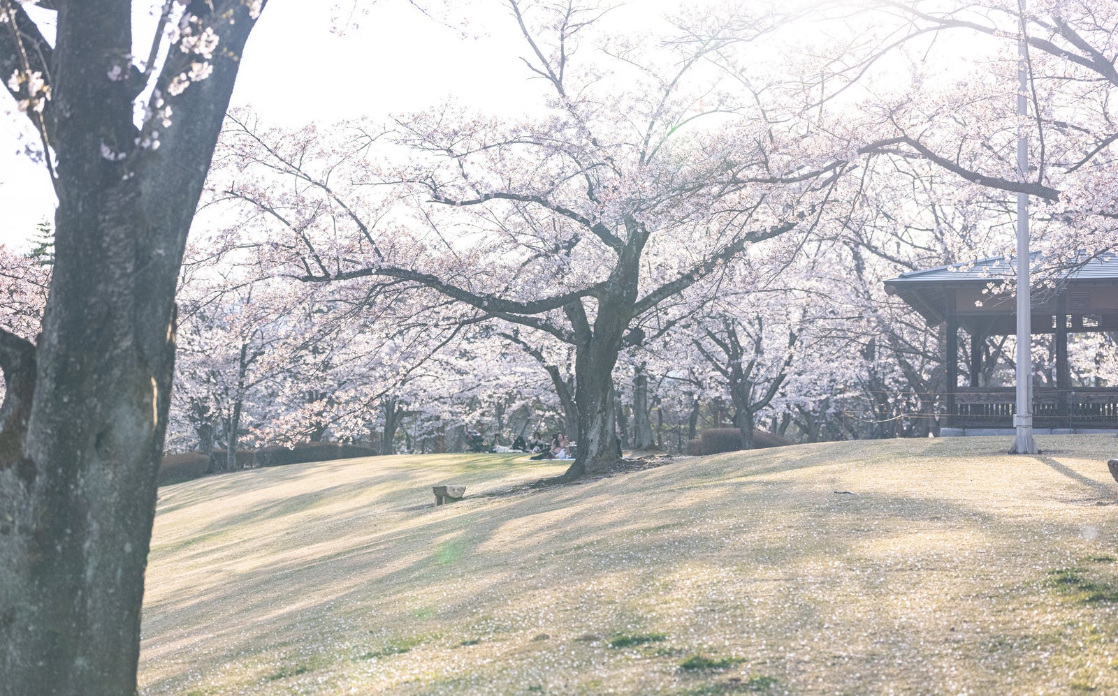 「満開の桜と花見客（逢瀬公園）」の写真