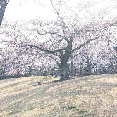 満開の桜と花見客（逢瀬公園）の写真